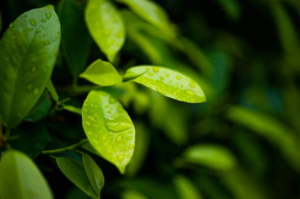 folhas de chá verde, rebentos novos que são bonitos - green tea tea tea leaves green - fotografias e filmes do acervo