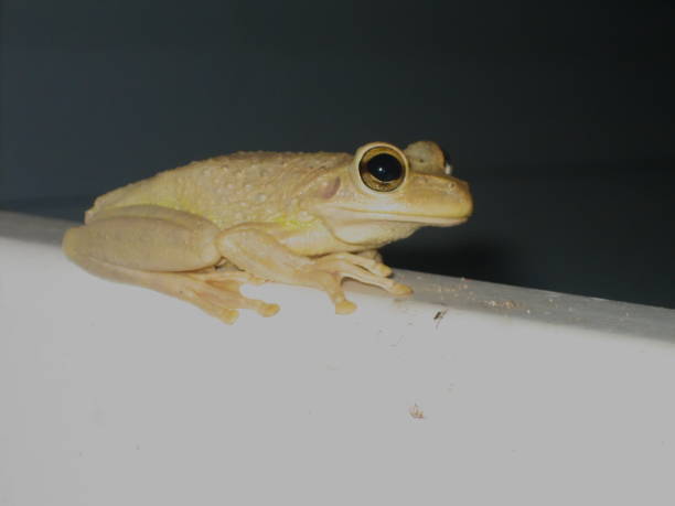 istock Closeup of a posing tree frog 1177633670