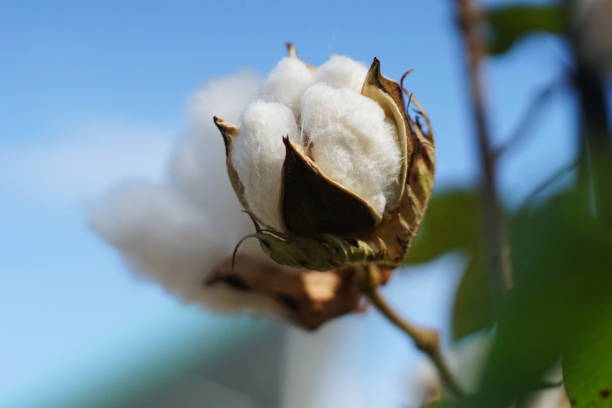 istock Autumn, ripening crops. Rice, corn, cotton, rice, pumpkin, pine cone, etc. 1177635006