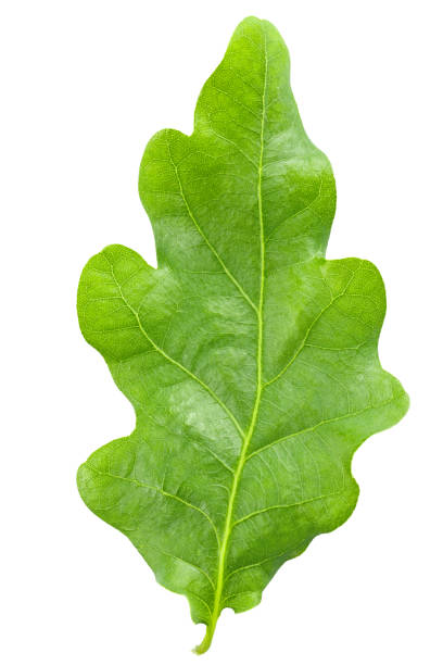 istock Fresh green oak leaf isolated on a white background. 1177635940