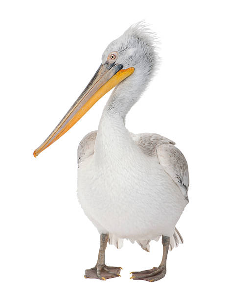 pelicano da dalmácia-um pelicano crispus (18 meses - pelicano - fotografias e filmes do acervo