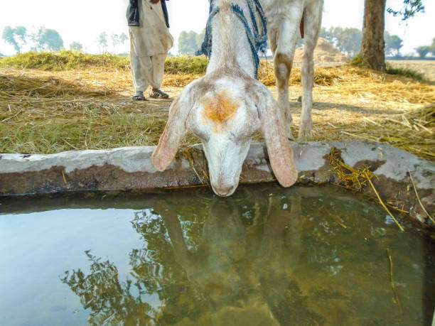 istock thirsty goat is drinking sweet water stored in a very small pool 1177638312