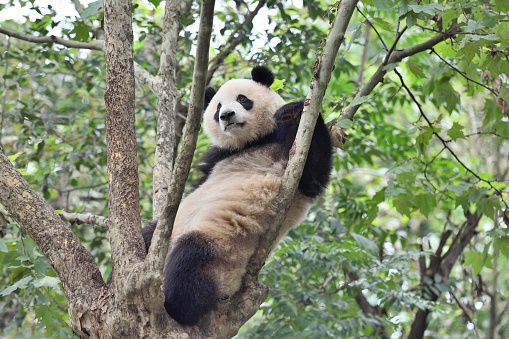 The giant panda is one of the world's most exotic and endangered species and can be found only in China.They are mainly distributed in Sichuan province,China.