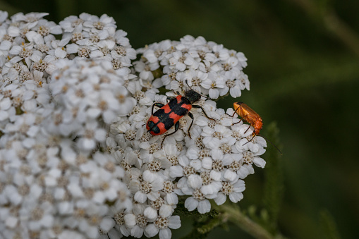 The world view of tiny beetles on a white flower