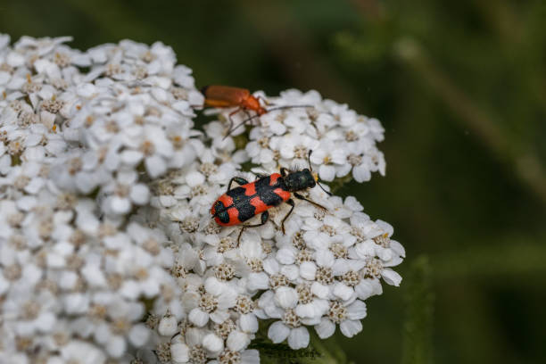 istock The world view of tiny beetles on a white flower 1177639856