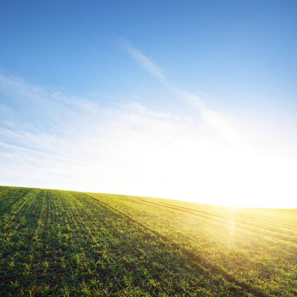 istock Lush green agricultural field with tractor tracks 1177640403
