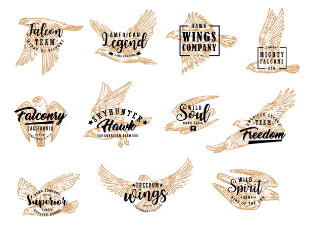 Eagle, falcon and hawk birds Falcon and eagle bird, isolated sketch icons. Vector hunting club symbol, american legend, falconry hawk skyhunter. Emblem with flying falcon, symbol of freedom, wild soul, winged king of sky hawk bird stock illustrations