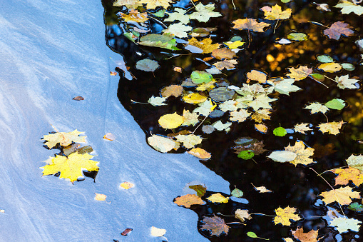 Autumn leaves flowing in the foam of the water