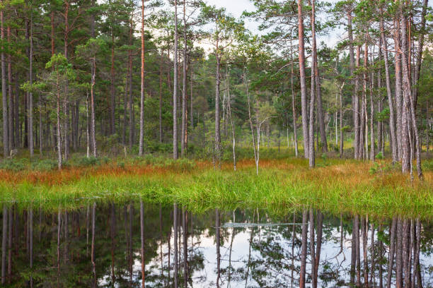 leśne jezioro z sosnami na brzegu wody - boreal forest lake riverbank waters edge zdjęcia i obrazy z banku zdjęć