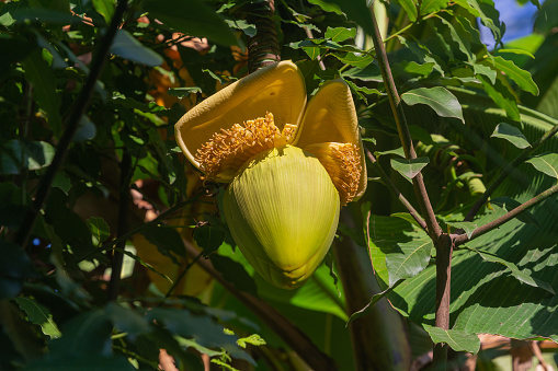 Banana blossoms on a branch