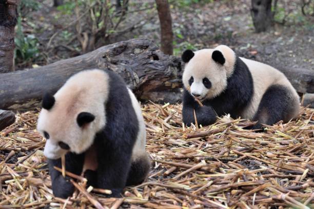 istock Giant panda eat food 1177645637