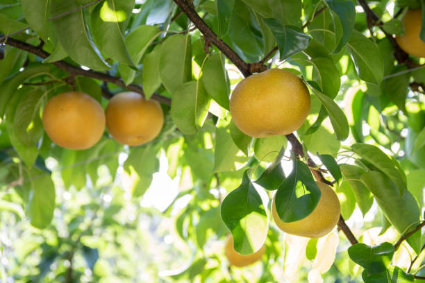 istock A lot of pears growing on the pear tree 1177647972
