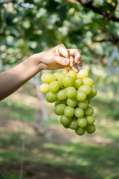 istock Woman's hand holding a delicious shine muscat 1177648039