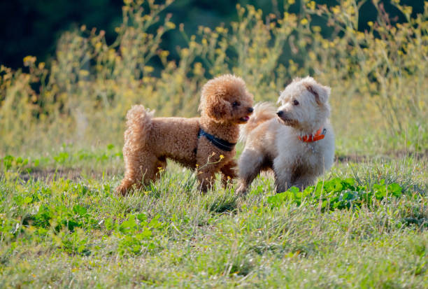 istock Dogs in the city park 1177648042