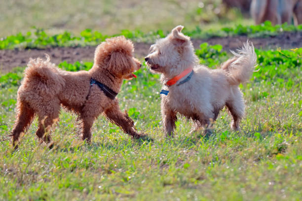 istock Dogs in the city park 1177648061