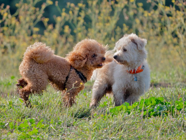 istock Dogs in the city park 1177648062