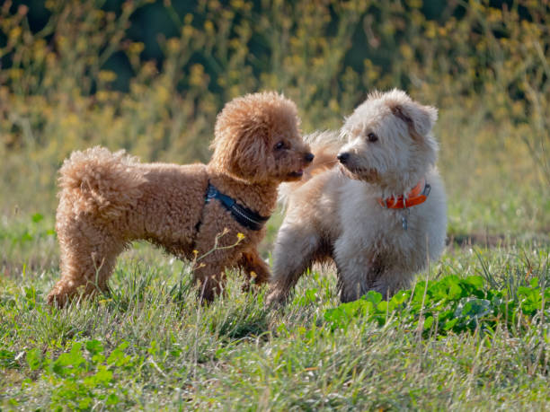 istock Dogs in the city park 1177648063