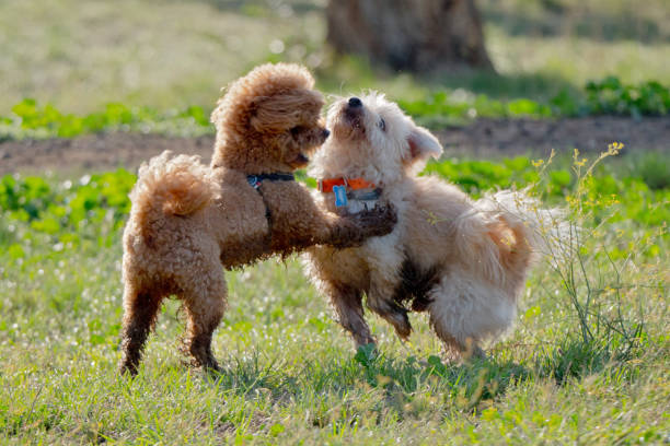 istock Dogs in the city park 1177648080