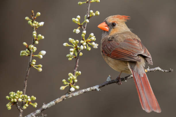 Northern Cardinal (Femal) A northern cardinal perched in a plum tree female cardinal bird stock pictures, royalty-free photos & images