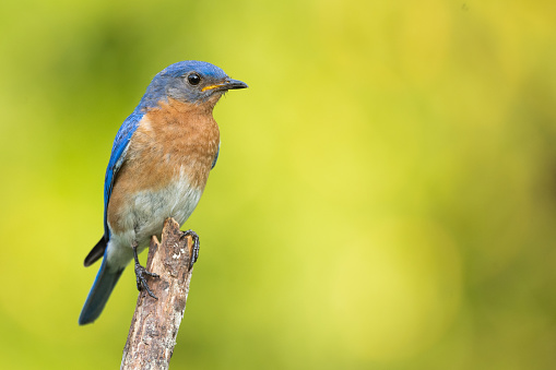 An eastern bluebird perched in the afternoon sun