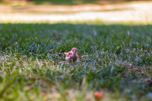 Bird in the Retiro park with blur on the grass with sun lit