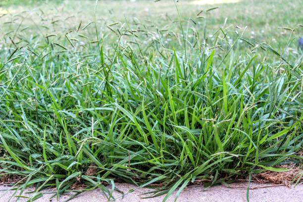 istock Lawn taken over by Crabgrass (Panicum virgatum) Weeds. 1177654509