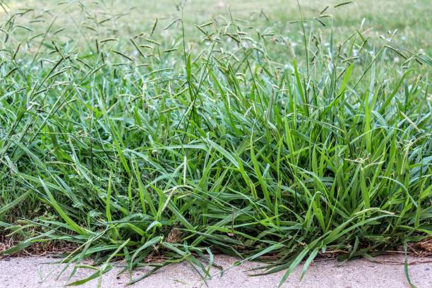 istock Lawn taken over by Crabgrass (Panicum virgatum) Weeds. 1177654511