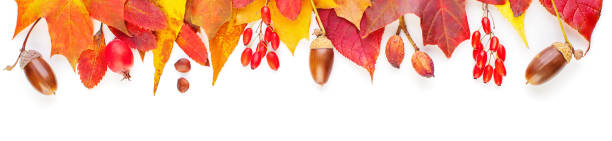 istock Autumn leaves isolated on white background. Colorful composition with red and yellow fall leaves, berries and nuts 1177654979