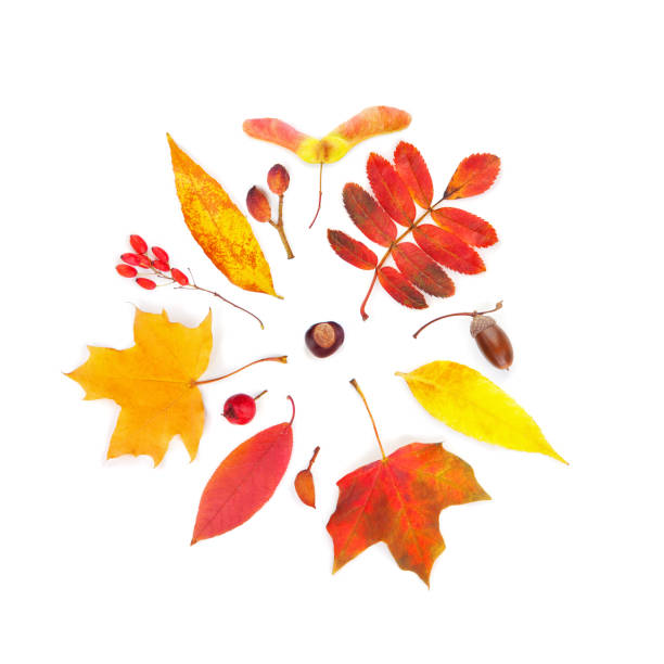 istock Fall leaves and autumn berries isolated on white background. Colorful autumn composition 1177654988