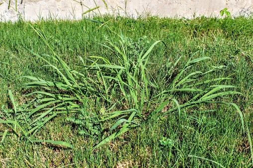 Lawn taken over by Crabgrass (Panicum virgatum) Weeds. Weedy Lawn.