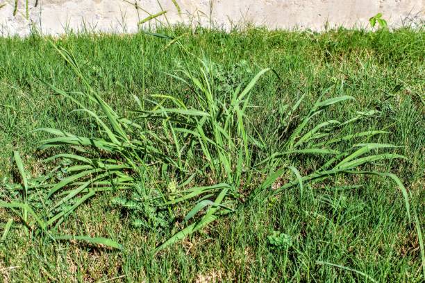 Lawn taken over by Crabgrass (Panicum virgatum) Weeds. Lawn taken over by Crabgrass (Panicum virgatum) Weeds. Weedy Lawn. uncultivated stock pictures, royalty-free photos & images