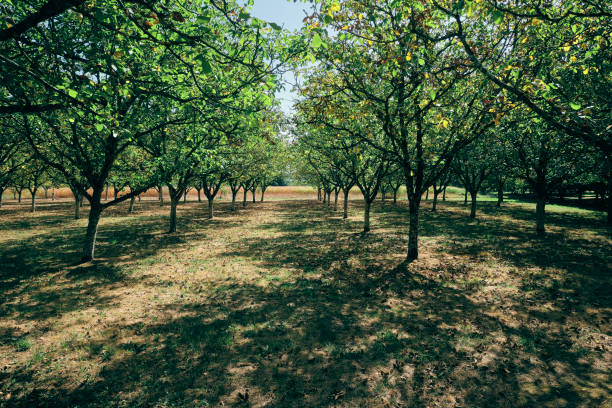 huerto de nogales - walnut tree walnut nut branch fotografías e imágenes de stock