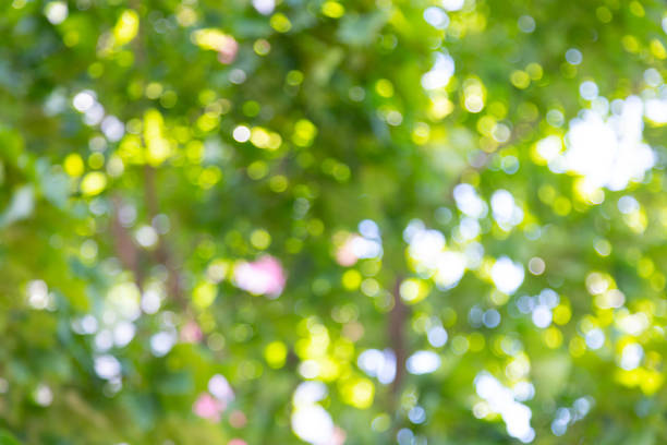 istock Bottom view of blurry foliage with sunlight 1177656750