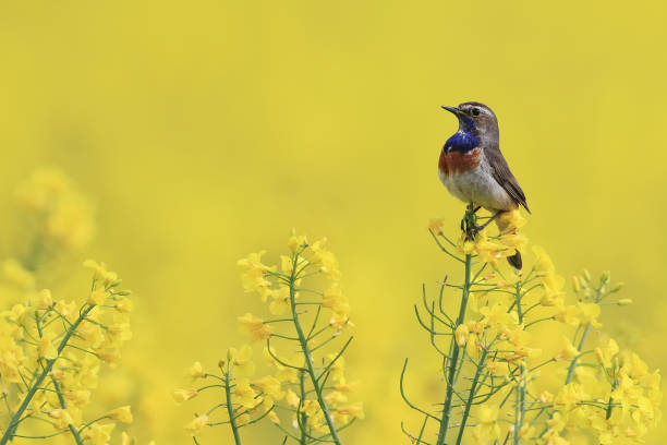 istock Bluethroat... Blue Throat... Luscinia svecica 1177657139