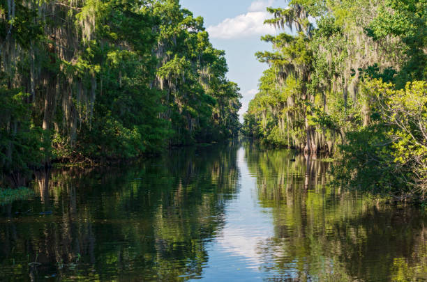 mississippi river and forest of jean lafitte nationalpark - moss spanish moss stock-fotos und bilder