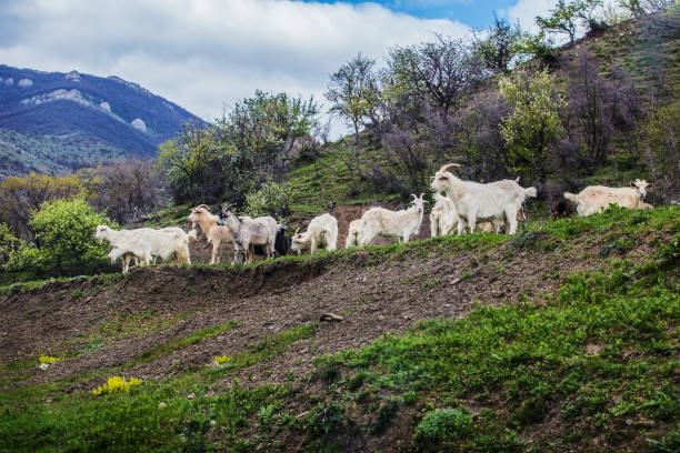 istock Goats grazing on a hillside in the highlands 1177660191