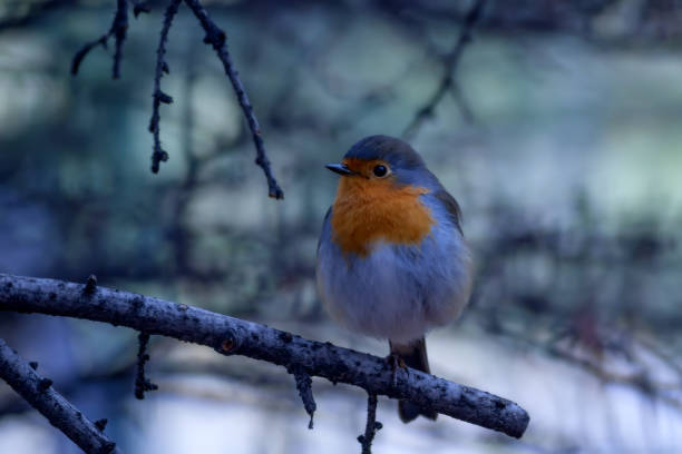 Cute little bird Robin. Nature background. Bird: European Robin. Erithacus rubecula.