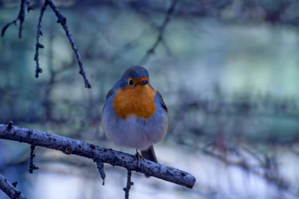 istock Cute little bird Robin. Nature background. Bird: European Robin. Erithacus rubecula. 1177661061