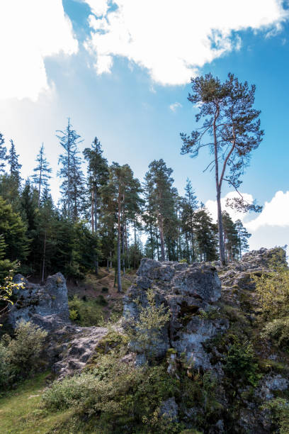 istock Sea of rocks with huge rocks and high trees 1177661461