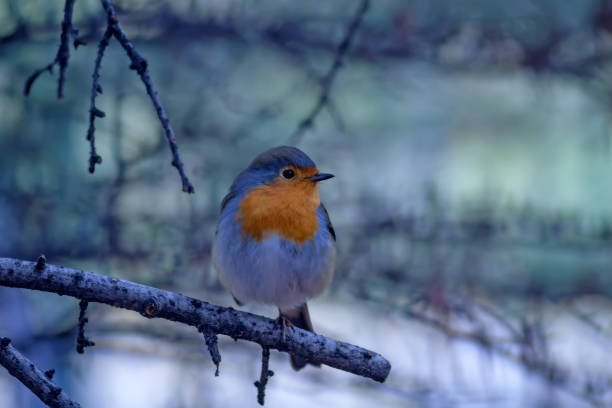 istock Cute little bird Robin. Nature background. Bird: European Robin. Erithacus rubecula. 1177661641