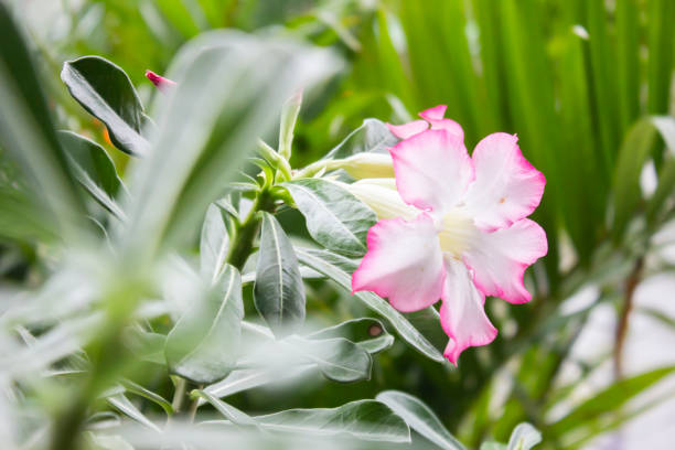 beauté pour les femmes - desert rose photos et images de collection