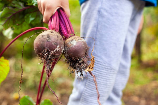 istock Boy holding fresh harvested organic beetroot in his hand 1177662789