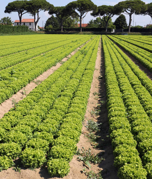 istock many tufts of lettuce in a large field 1177663024