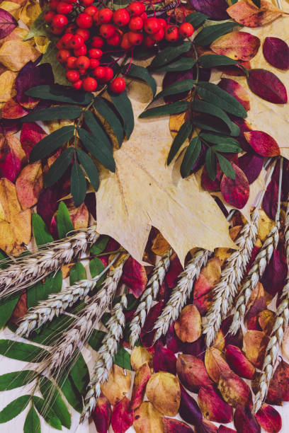 istock Still life of autumn leaves 1177664256