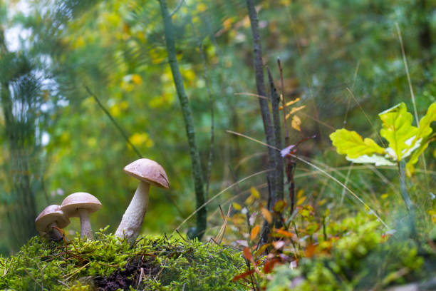 istock three autumn Leccinum mushrooms grows 1177664273