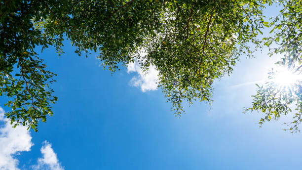 istock Trees branches frame beautiful green leaves against clear blue sky and light flare nature background image for nature background and nature design 1177664519