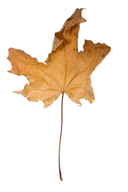 Dry maple leaf. Isolated on white. Clipping path included. stock photo