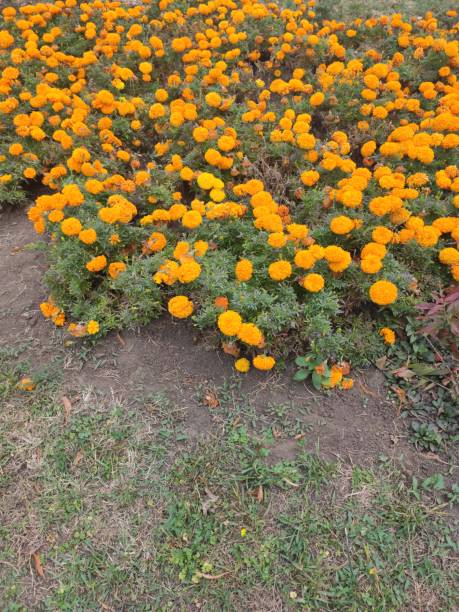 istock Flowers in the park with a blurred background in the background 1177667606
