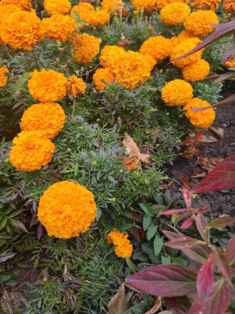 istock Flowers in the park with a blurred background in the background 1177667630