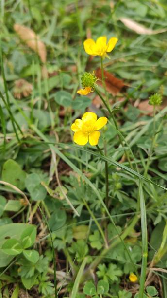 istock Flowers in the park with a blurred background in the background 1177667840